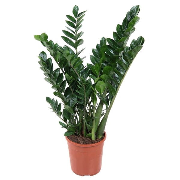 40 - 50cm Zamioculcas Zamifolia 14cm Pot House Plant House Plant