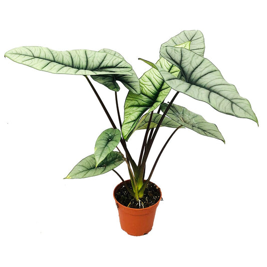 40 cm Alocasia Platinum House Plant 14 cm Pot House Plant