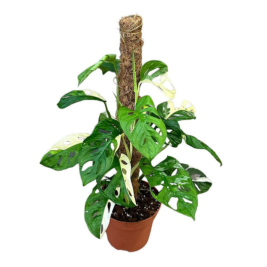 40 cm Monstera Adansonii Variegata House Plant 17 cm Pot House Plant