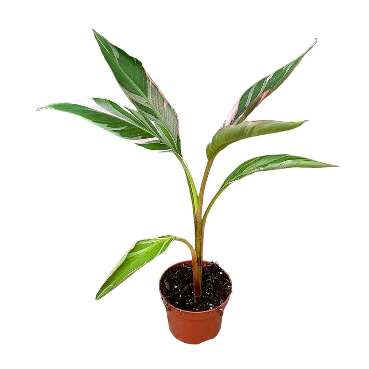 40 cm Musa Nono House Plant 14 cm Pot – Plants For All Seasons