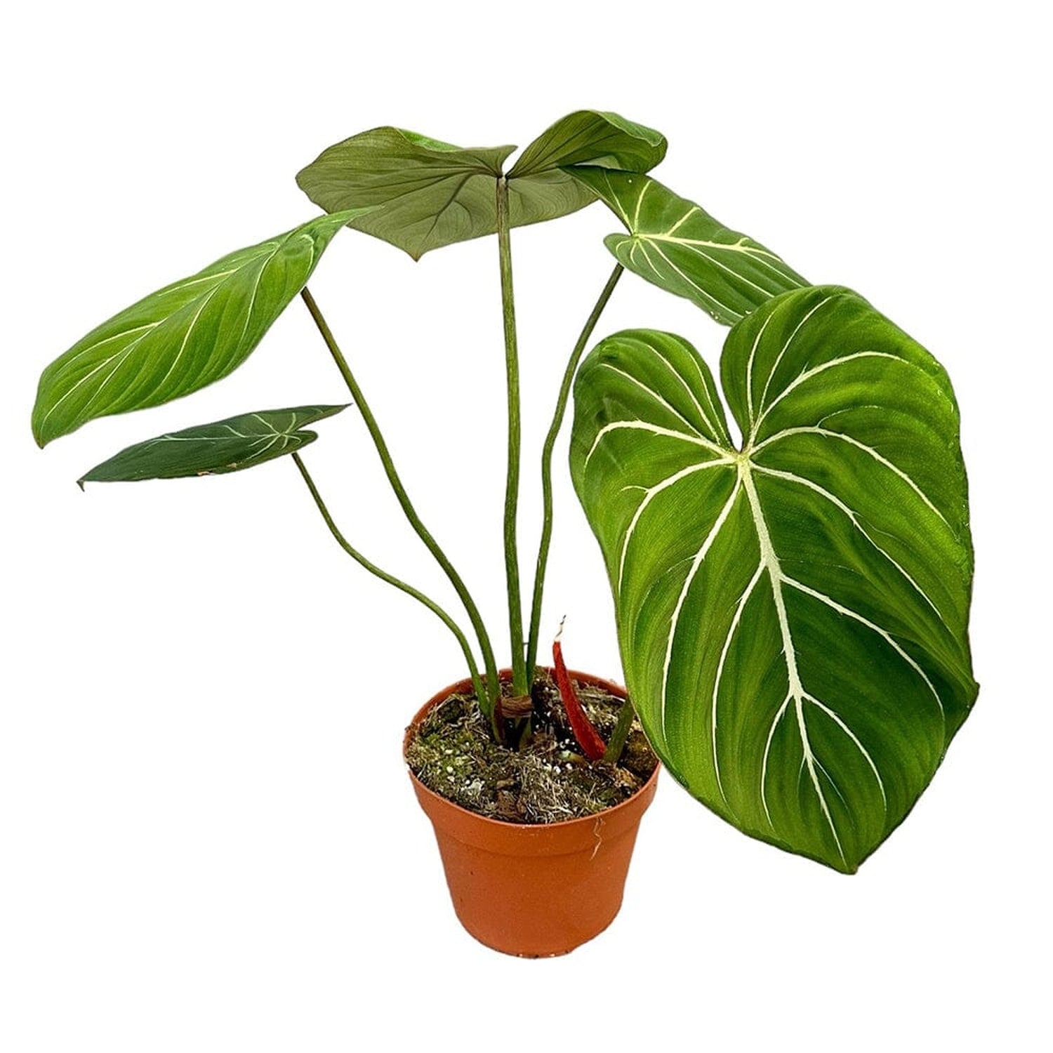 40 cm Philodendron Gloriosum House Plant 17 cm Pot House Plant