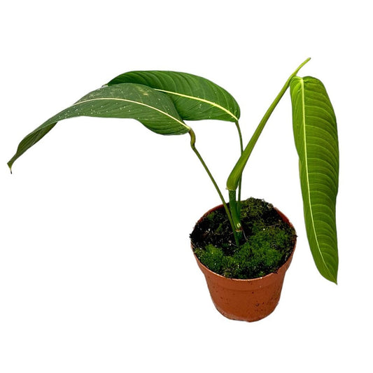 40 cm Philodendron Heterocraspedon House Plant 17 cm Pot House Plant