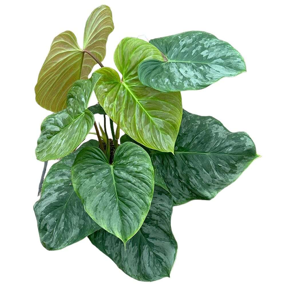 40 cm Philodendron P Majestic House Plant 17 cm Pot House Plant