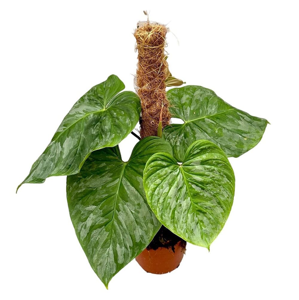 40 cm Philodendron P Majestic House Plant 17 cm Pot House Plant