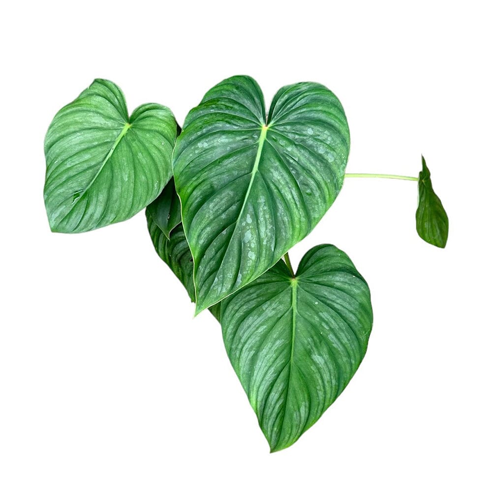 40 cm Philodendron Pastazanum House Plant 14 cm Pot House Plant