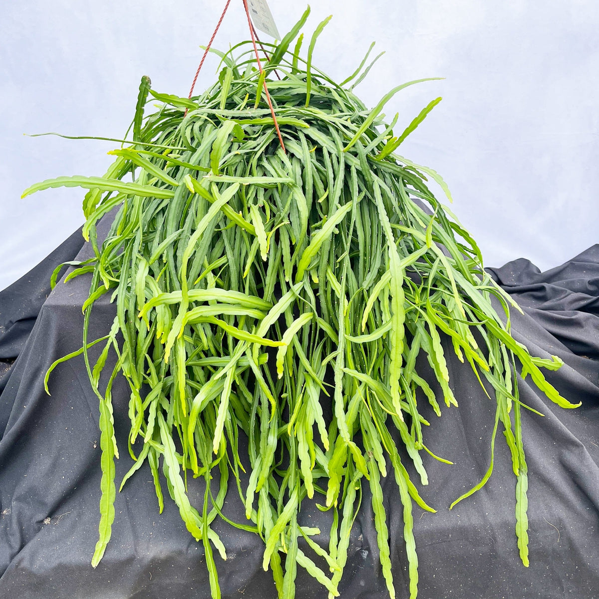 45 - 55cm Forest Cactus Lepismium bolivianum in Hanging Pot 21cm Pot House Plant House Plant