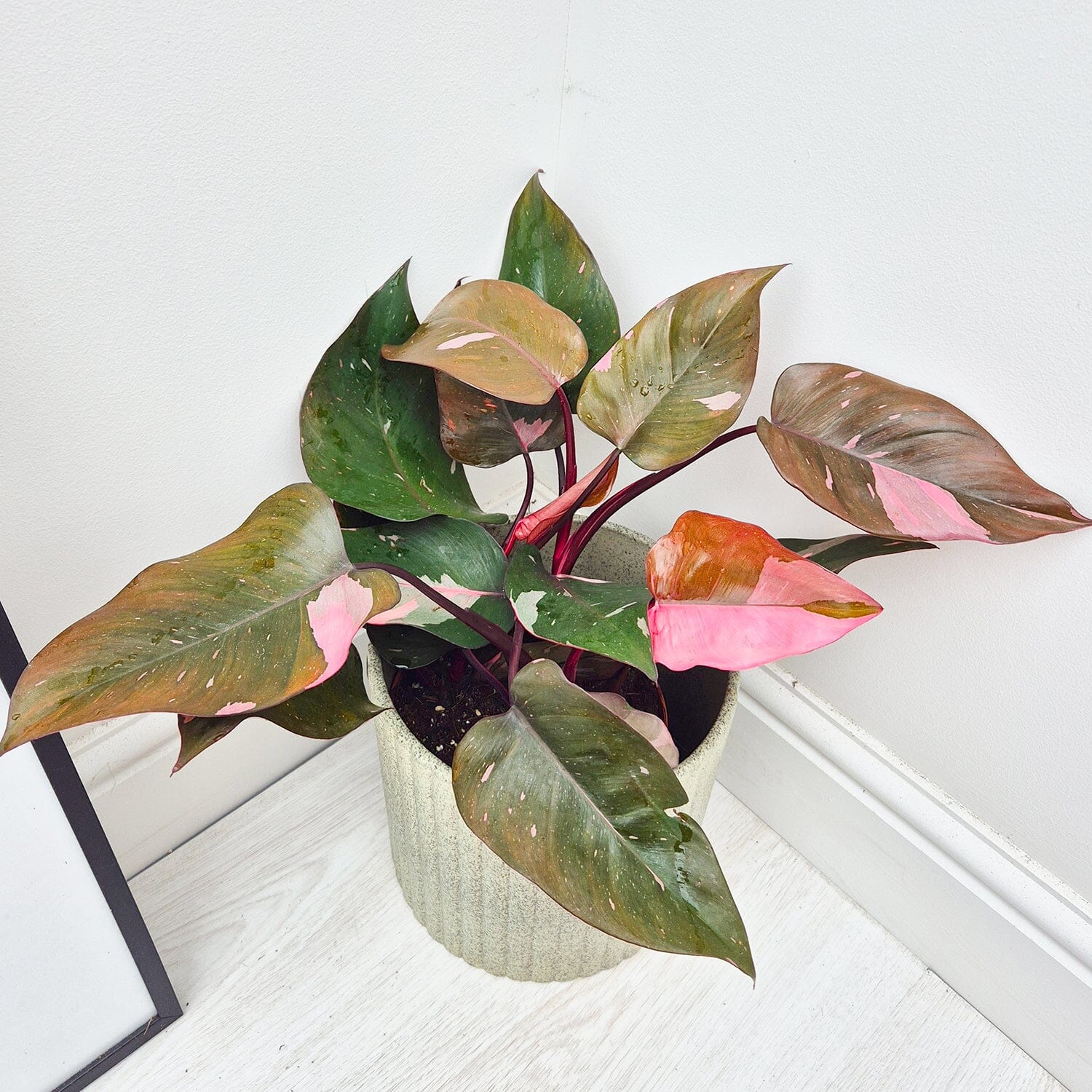 45 - 55cm Highly Variegated Philodendron Pink Princess 17cm Pot House Plant House Plant