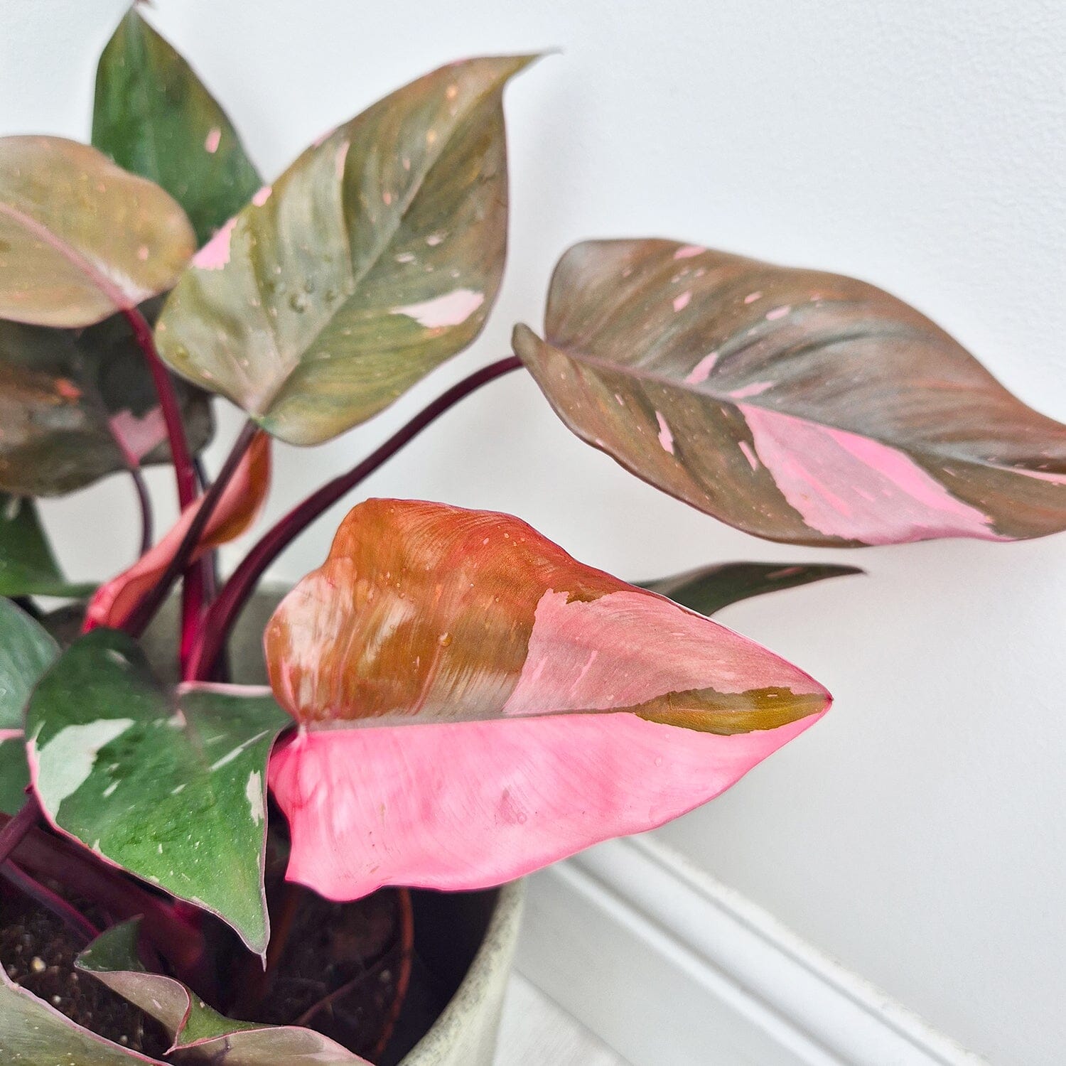 45 - 55cm Highly Variegated Philodendron Pink Princess 17cm Pot House Plant House Plant