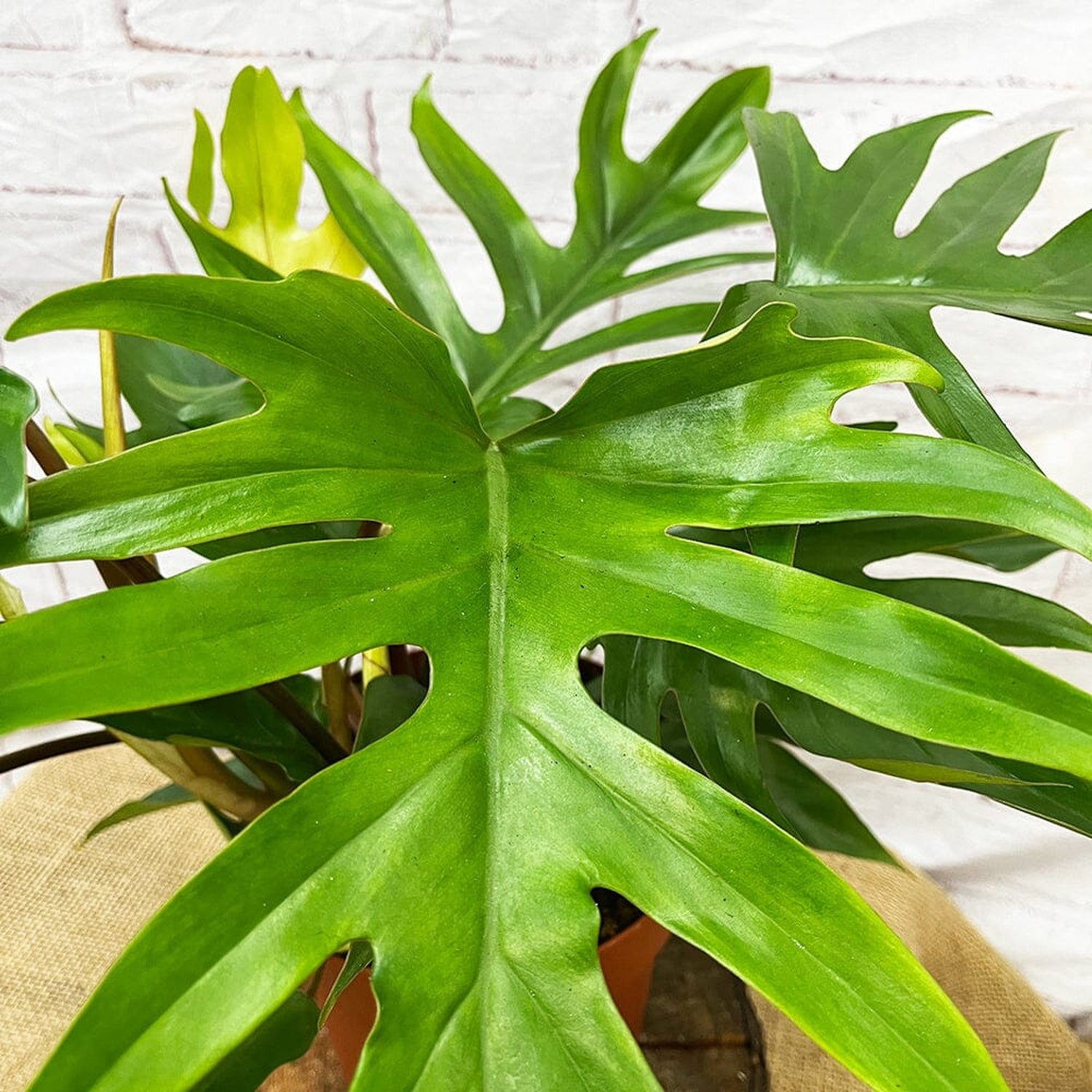 45 - 55cm Philodendron Mayoi 19cm Pot House Plant House Plant