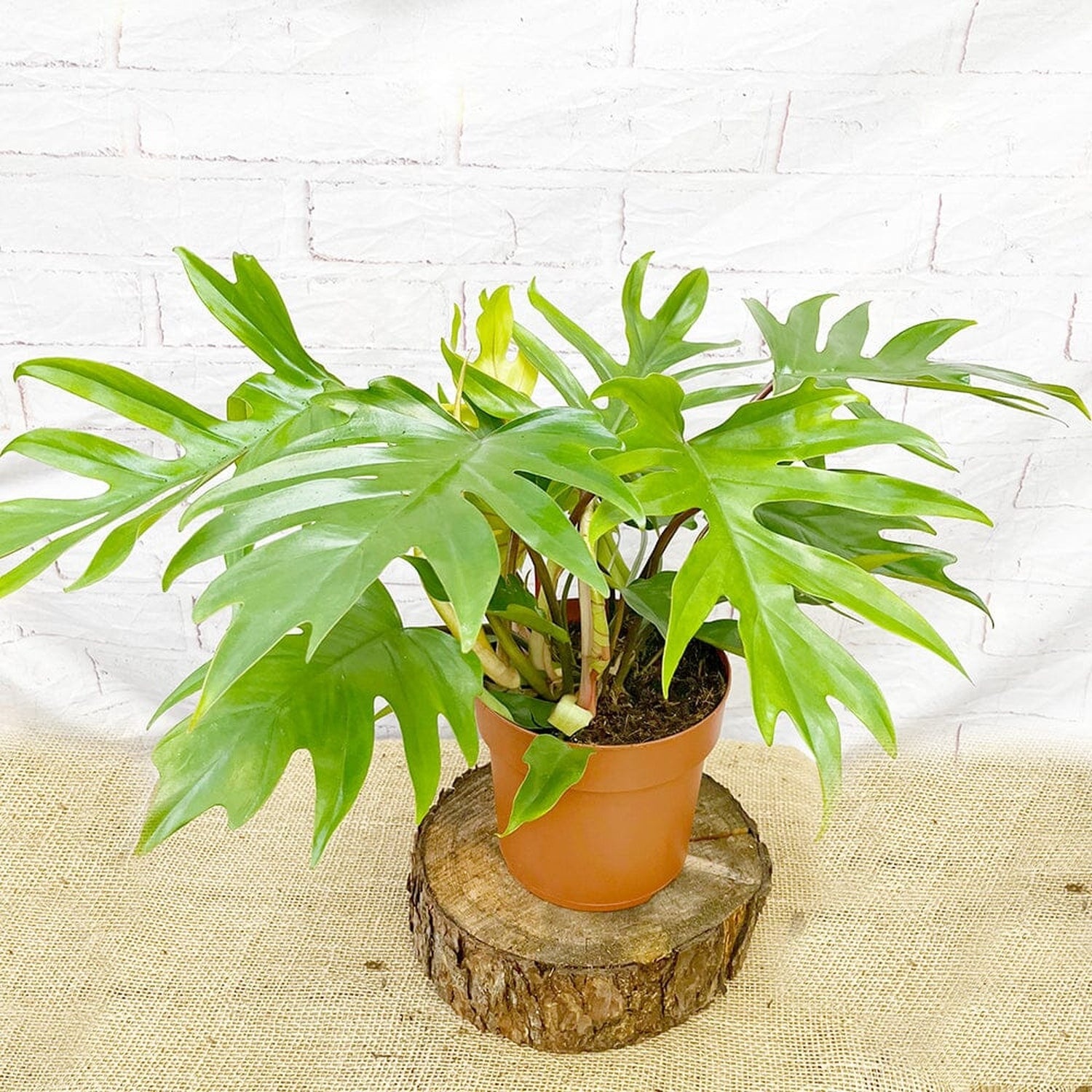 45 - 55cm Philodendron Mayoi 19cm Pot House Plant House Plant