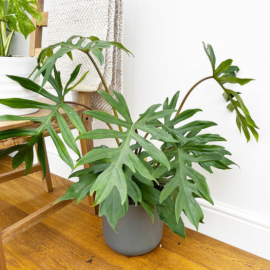 45 - 55cm Philodendron Mayoi 19cm Pot House Plant House Plant