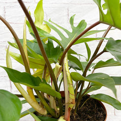 45 - 55cm Philodendron Mayoi 19cm Pot House Plant House Plant