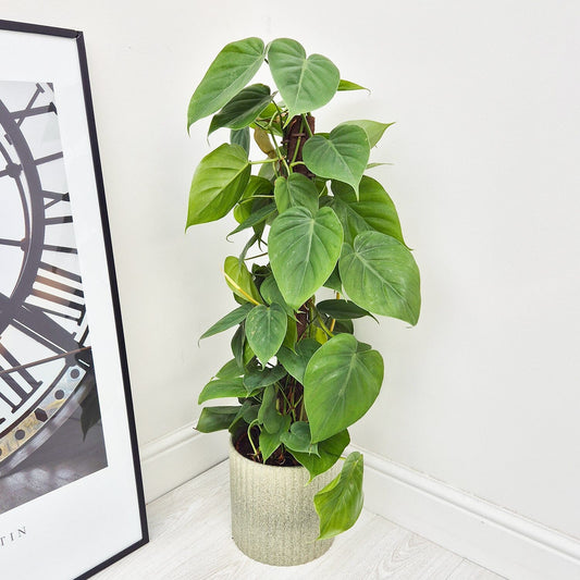 45 - 55cm Philodendron Scandens Pothos on Mosspole Pole 15cm Pot House Plant House Plant