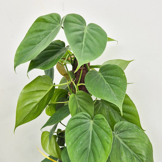 45 - 55cm Philodendron Scandens Pothos on Mosspole Pole 15cm Pot House Plant House Plant