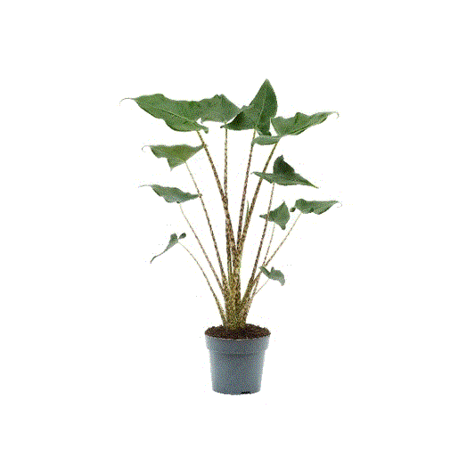 45 - 60cm Alocasia zebrina Siberian Tiger Elephant Ear 14cm Pot House Plant House Plant