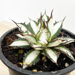 5 - 15cm Agave Peace Revolution Succulent 9cm Pot House Plant 