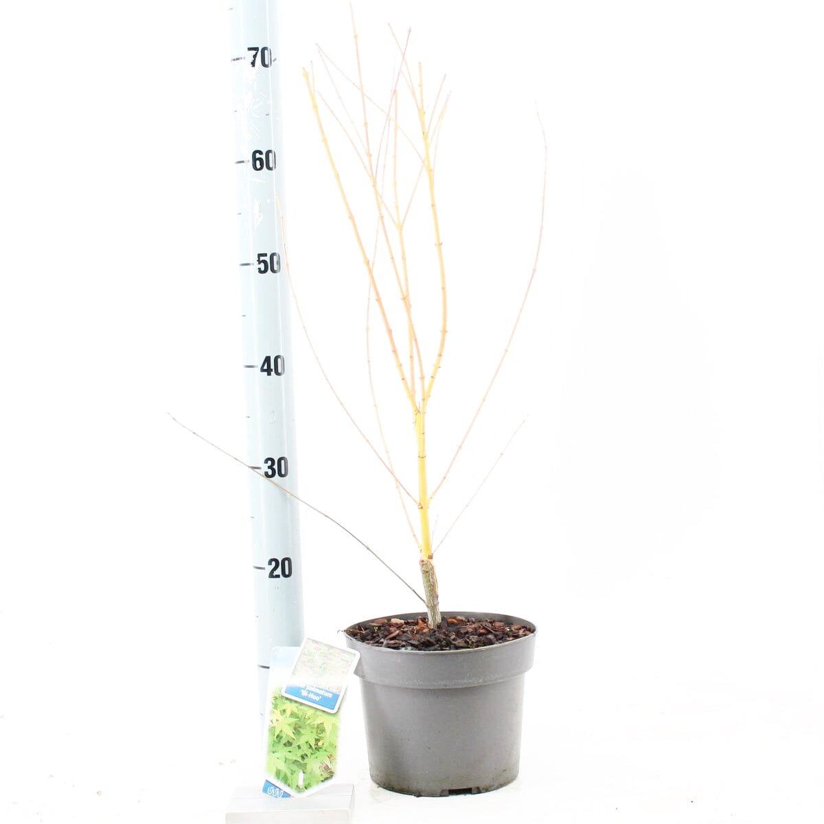 5 x Acer Palmatum Bi-hoo 19cm Pot 60cm Shrub Plant Shrubs