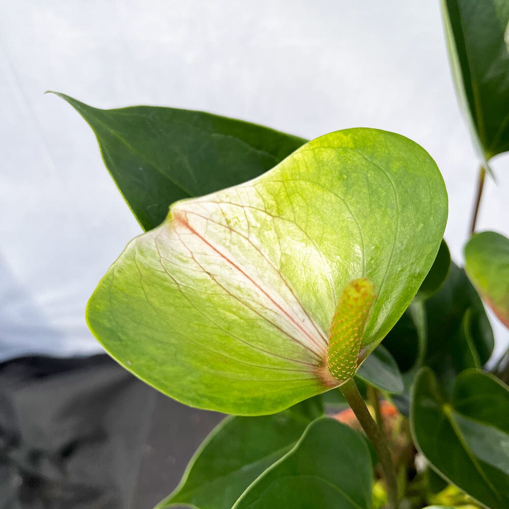50 - 60cm Anthurium Adios Spring Flower 17cm Pot House Plant 