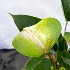 50 - 60cm Anthurium Adios Spring Flower 17cm Pot House Plant 