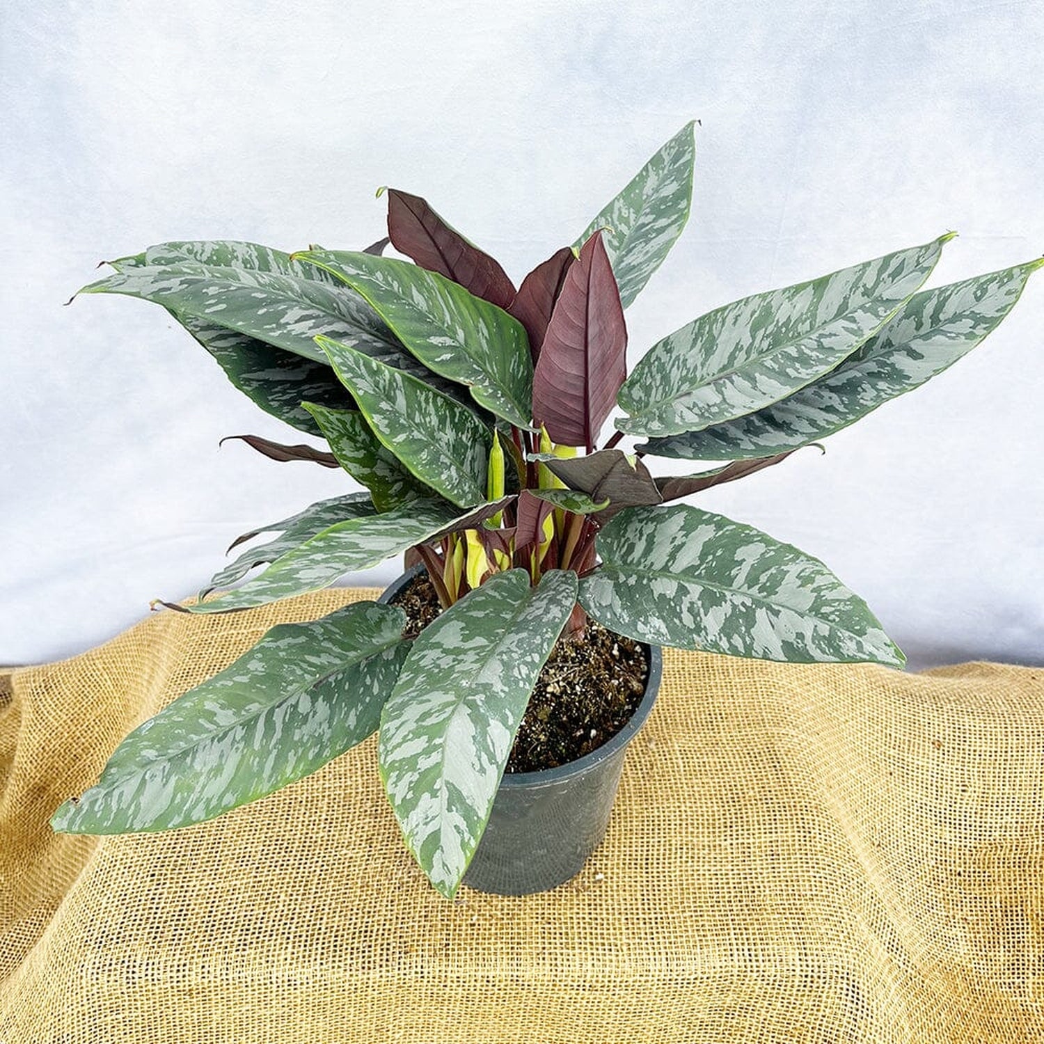 50 - 60cm Apoballis Acuminatissima Red Sword House Plant 17cm Pot House Plant