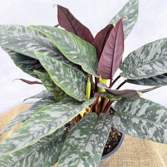 50 - 60cm Apoballis Acuminatissima Red Sword House Plant 17cm Pot House Plant