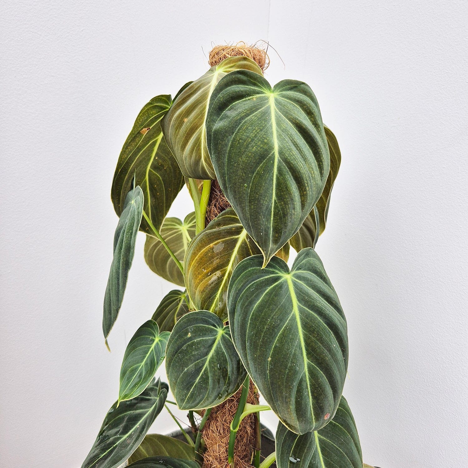 50 - 60cm Philodendron Melanochrysum on mosspole 17cm Pot House Plant House Plant