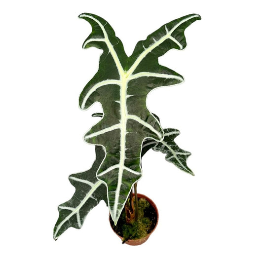 50 cm Alocasia Nobilis House Plant 14 cm Pot House Plant