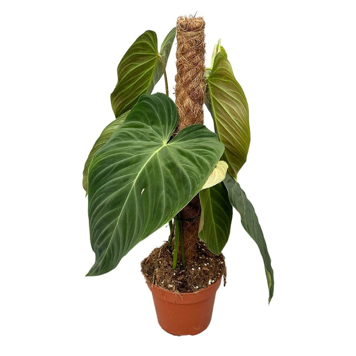 50 cm Philodendron Splendid House Plant 17 cm Pot House Plant