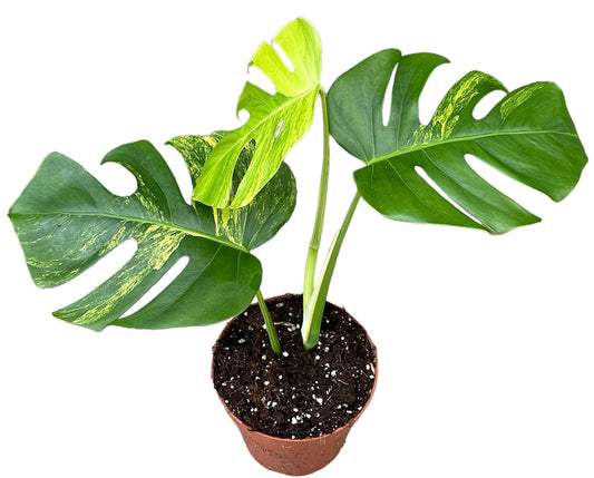 30cm - 40cm Monstera Deliciosa Aurea Swiss Cheese Plant 17cm Pot House Plant