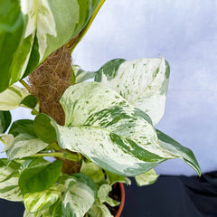 55 - 65cm Epipremnum Manjula on mosspole Scindapsus Pothos 17cm Pot House Plant House Plant