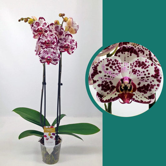 55-65cm Phalaenopsis Bohemian Mondriaan Twin stem Orchid 12cm Pot Houseplant