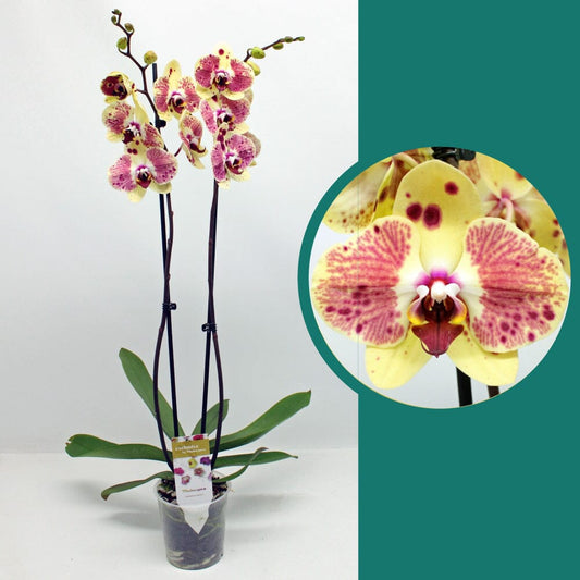 55-65cm Phalaenopsis Exotic Punch Twin stem Orchid 12cm Pot Houseplant