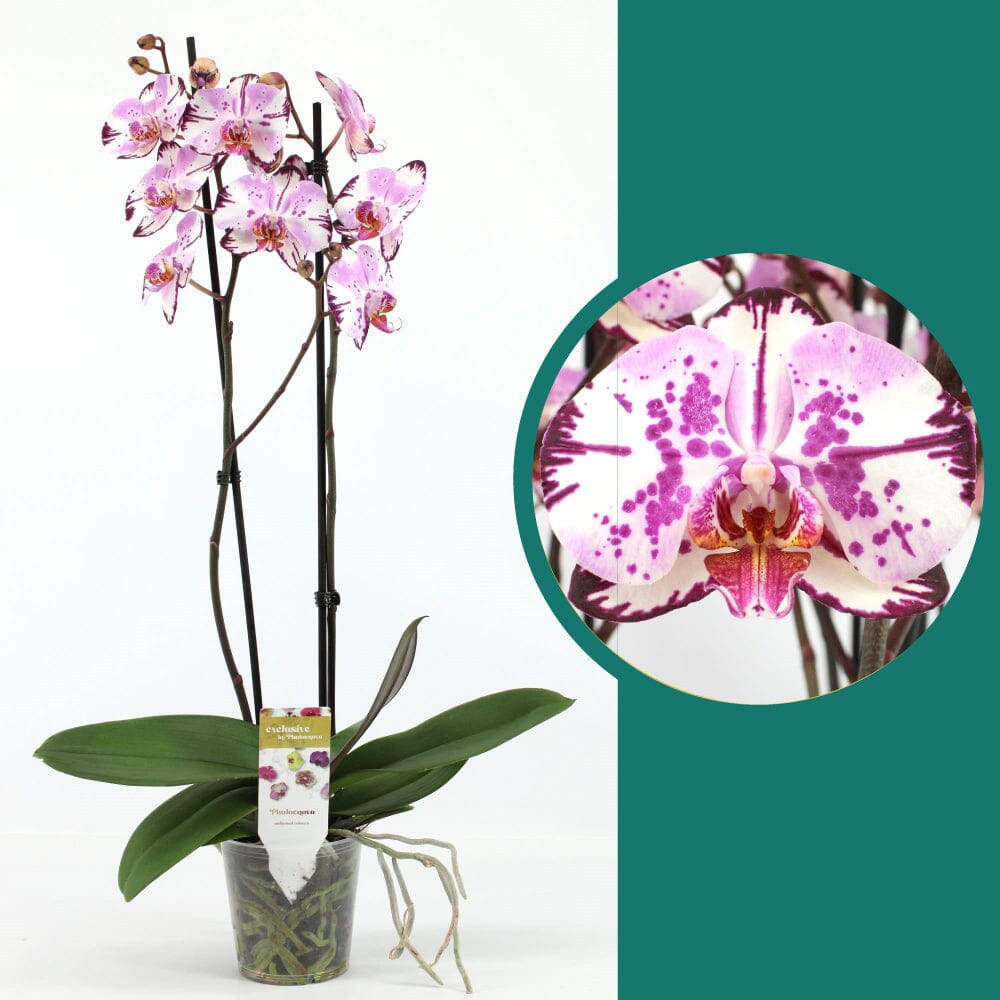 55-65cm Phalaenopsis Magic Art Twin stem Orchid 12cm Pot Houseplant