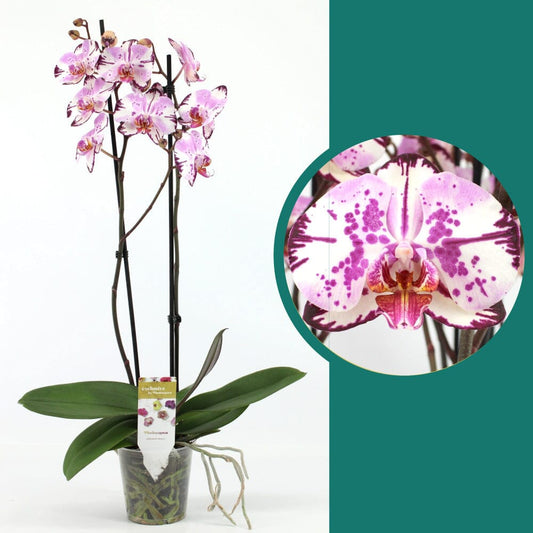 55-65cm Phalaenopsis Magic Art Twin stem Orchid 12cm Pot Houseplant