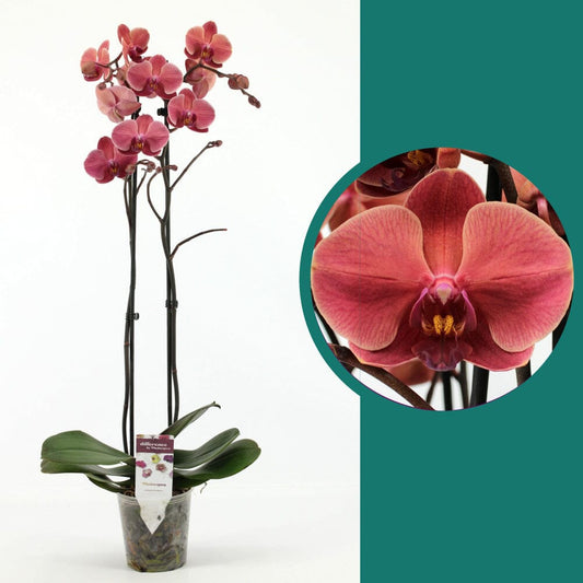55-65cm Phalaenopsis October Forest Twin stem Orchid 12cm Pot Houseplant