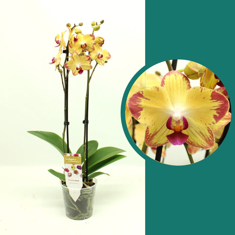 55-65cm Phalaenopsis Papagayo Twin stem Orchid 12cm Pot Houseplant