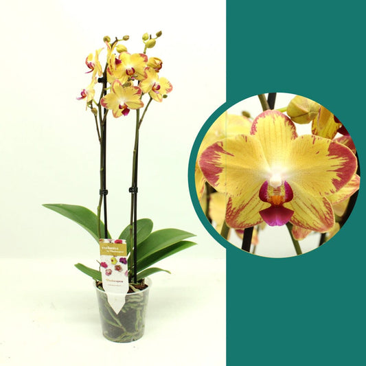 55-65cm Phalaenopsis Papagayo Twin stem Orchid 12cm Pot Houseplant