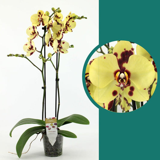 55-65cm Phalaenopsis Romee Twin stem Orchid 12cm Pot Houseplant