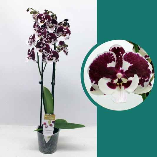 55-65cm Phalaenopsis Untold Stories Twin stem Orchid 12cm Pot Houseplant