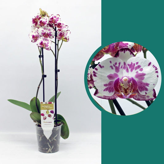 55-65cm Phalaenopsis Viola Twin stem Orchid 12cm Pot Houseplant