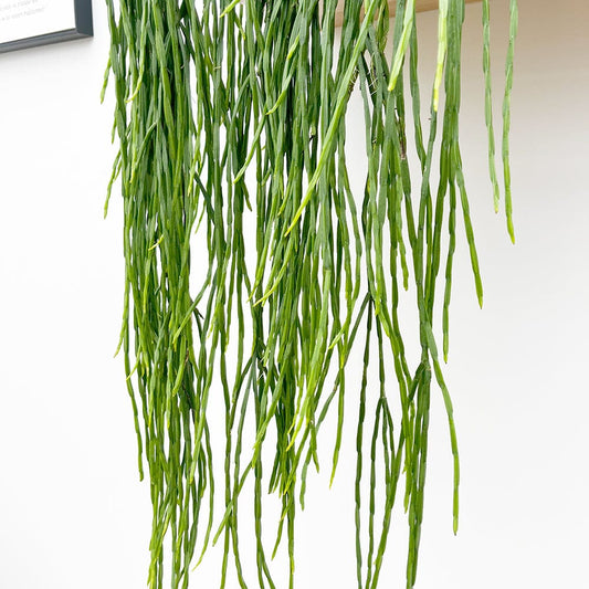 55 - 65cm Rhipsalis Paradoxa Minor in Hanging Pot 21cm Pot House Plant House Plant