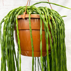 55 - 65cm Rhipsalis Paradoxa Minor in Hanging Pot 21cm Pot House Plant House Plant