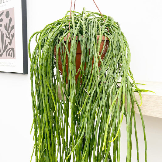 55 - 65cm Rhipsalis Paradoxa Minor in Hanging Pot 21cm Pot House Plant House Plant