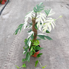 55 - 65cm Variegated Marble Pinnatum on mosspole Pothos 17cm Pot House Plant House Plant