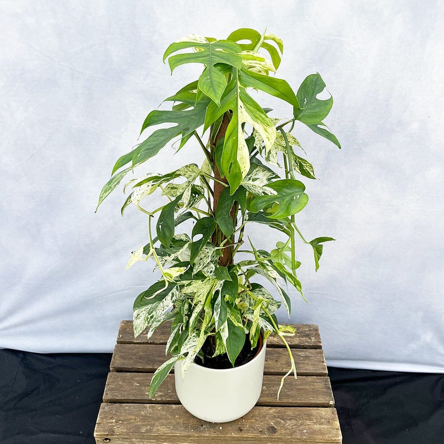 55 - 65cm Variegated Marble Pinnatum on mosspole Pothos 17cm Pot House Plant House Plant