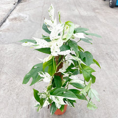 55 - 65cm Variegated Marble Pinnatum on mosspole Pothos 17cm Pot House Plant House Plant