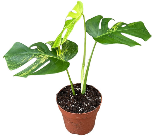 30cm - 40cm Monstera Deliciosa Aurea Swiss Cheese Plant 17cm Pot House Plant