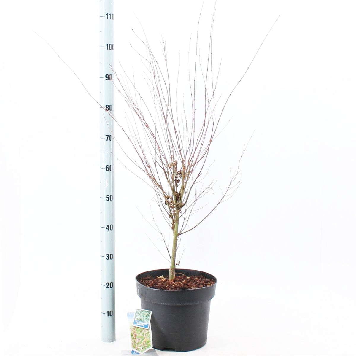 5x Acer Palmatum Butterfly 19cm Pot 60cm Shrub Plant Shrubs