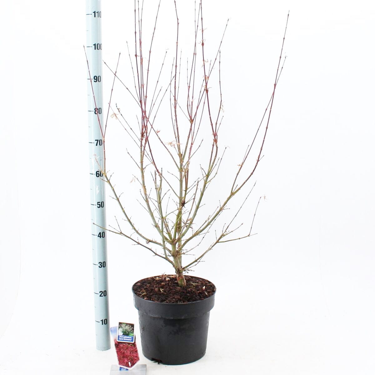 5x Acer Palmatum Jerre Schwartz 19cm Pot 50cm Shrub Plant Shrubs