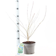 5x Acer Palmatum Little Princess 19cm Pot 60cm Shrub Plant Shrubs